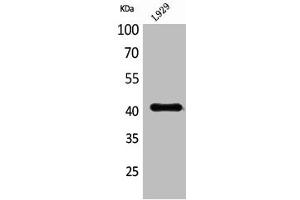 Western Blot analysis of L929 cells using PDGF-D Polyclonal Antibody
