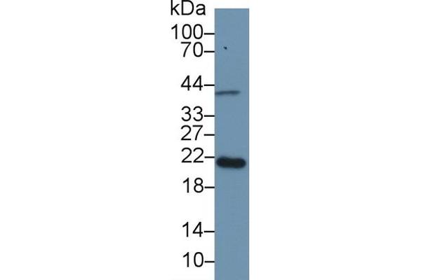 Apolipoprotein M antibody  (AA 20-190)