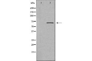 Image no. 1 for anti-Solute Carrier Family 9 (Sodium/hydrogen Exchanger), Member 8 (SLC9A8) (C-Term) antibody (ABIN6258404)