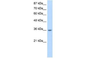 Image no. 2 for anti-Heterogeneous Nuclear Ribonucleoprotein A1-Like 2 (HNRNPA1L2) (N-Term) antibody (ABIN633345)