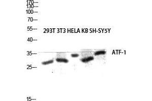 Image no. 2 for anti-Activating Transcription Factor 1 (AFT1) (C-Term) antibody (ABIN3183410)