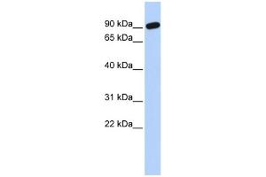 Image no. 1 for anti-Zinc Finger Protein 132 (ZNF132) (N-Term) antibody (ABIN2776395)