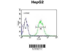 Image no. 1 for anti-CLK4-Associating Serine/arginine Rich Protein (CLASRP) (AA 254-283) antibody (ABIN651544)