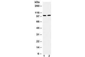Image no. 1 for anti-Transforming, Acidic Coiled-Coil Containing Protein 1 (TACC1) (AA 196-235) antibody (ABIN5647621)