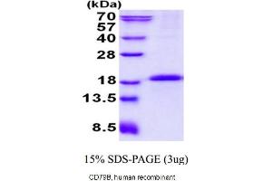 Image no. 1 for CD79b Molecule, Immunoglobulin-Associated beta (CD79B) (AA 29-159) protein (His tag) (ABIN5526392)