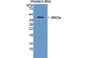 Image no. 2 for anti-Protein tyrosine Phosphatase, Receptor Type, G (PTPRG) (AA 848-1119) antibody (ABIN1870127)