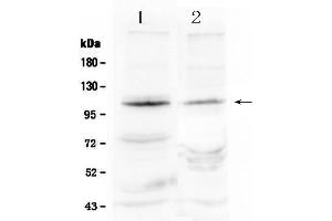 Image no. 1 for anti-Endothelial PAS Domain Protein 1 (EPAS1) (AA 282-301), (Middle Region) antibody (ABIN5518650)