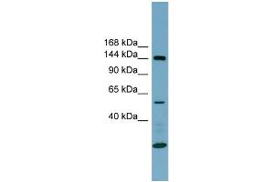 Image no. 1 for anti-Integrin alpha-8 (ITGA8) (N-Term) antibody (ABIN2782239)