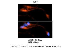 Image no. 3 for anti-Eukaryotic Translation Initiation Factor 3, Subunit I (EIF3I) (C-Term) antibody (ABIN2789974)