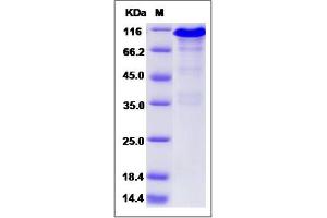 Image no. 1 for Calnexin (CANX) (AA 1-481) protein (Fc Tag) (ABIN2006012)