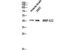 Image no. 2 for anti-Mitochondrial Ribosomal Protein S22 (MRPS22) (Internal Region) antibody (ABIN3185678)