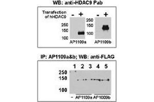 Image no. 1 for anti-Histone Deacetylase 9 (HDAC9) (AA 503-533), (C-Term) antibody (ABIN387961)