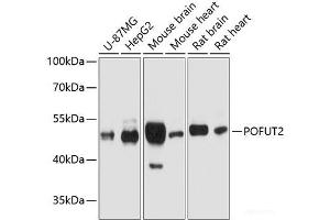 Western blot analysis of extracts of various cell lines using POFUT2 Polyclonal Antibody at dilution of 1:1000.