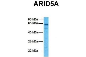 Image no. 2 for anti-AT Rich Interactive Domain 5A (MRF1-Like) (ARID5A) (N-Term) antibody (ABIN2784380)