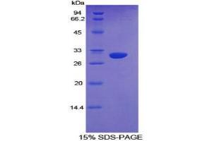 Image no. 1 for Cytochrome P450, Family 1, Subfamily A, Polypeptide 1 (CYP1A1) protein (ABIN3009103)