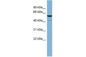 Image no. 1 for anti-Cytosol Aminopeptidase (LAP3) (N-Term) antibody (ABIN2786891)