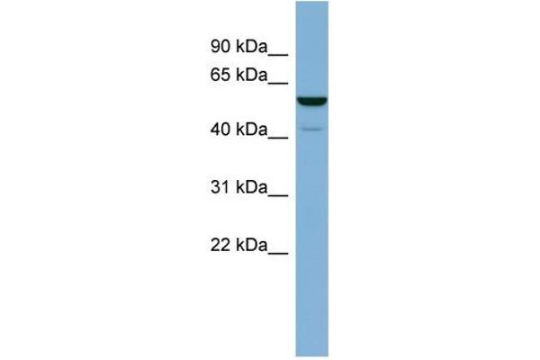LAP3 antibody  (N-Term)