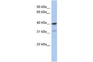 Image no. 1 for anti-Thrombopoietin (THPO) (Middle Region) antibody (ABIN2787808)