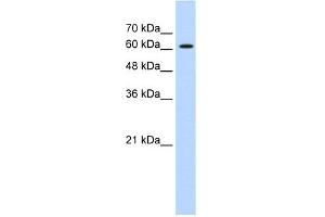 Image no. 2 for anti-ZIC2 (ZIC2) (C-Term) antibody (ABIN2776475)