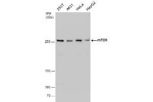 MTOR Antikörper  (C-Term)