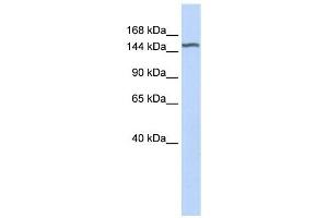 Image no. 1 for anti-Diacylglycerol Kinase, eta (DGKH) (Middle Region) antibody (ABIN634333)