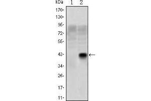 Western blot analysis using OLIG2 mAb against HEK293 (1) and OLIG2(AA: 1-122)-hIgGFc transfected HEK293 (2) cell lysate.
