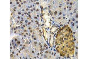 Immunohistochemistry of paraffin-embedded Mouse pancreas using UBD Polyclonal Antibody at dilution of 1:200 (40x lens).