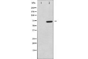 Image no. 9 for anti-Mitogen-Activated Protein Kinase Kinase Kinase 7 (MAP3K7) (pThr187) antibody (ABIN6256492)