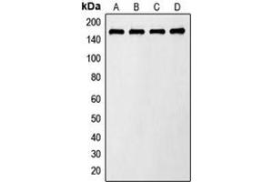 Image no. 2 for anti-TBC1 Domain Family, Member 4 (TBC1D4) (pSer642) antibody (ABIN2705519)