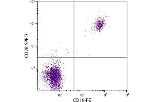 Anti Cd20 Antibody Sprd Product No Abin135695