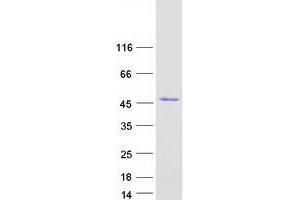 SEC14L3 Protein (Myc-DYKDDDDK Tag)