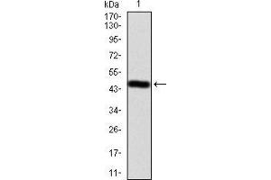 Image no. 2 for anti-Ezrin (EZR) (AA 292-464) antibody (ABIN5542456)