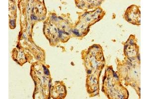 Immunohistochemistry of paraffin-embedded human placenta tissue using ABIN7157874 at dilution of 1:100