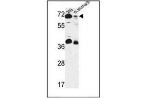 Image no. 1 for anti-G1 To S Phase Transition 2 (GSPT2) (AA 223-253), (Middle Region) antibody (ABIN952639)