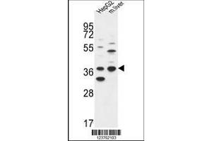 Image no. 1 for anti-Dehydrogenase/reductase (SDR Family) Member 3 (DHRS3) (AA 85-113) antibody (ABIN653135)