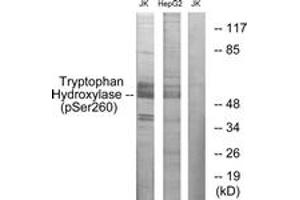 Western blot analysis of extracts from Jurkat cells and HepG2 cells, using Tryptophan Hydroxylase (Phospho-Ser260) Antibody.
