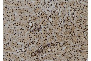 Image no. 3 for anti-Jun D Proto-Oncogene (JUND) (pSer259) antibody (ABIN6269901)