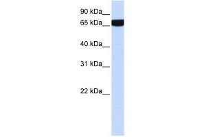 Image no. 1 for anti-Heparan Sulfate 2-O-Sulfotransferase 1 (HS2ST1) (Middle Region) antibody (ABIN633850)