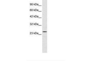 Image no. 1 for anti-Polycomb Group Ring Finger 3 (PCGF3) (AA 96-145) antibody (ABIN6735945)