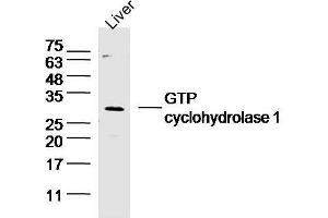 Mouse liver lysates probed with GTP cyclohydrolase 1 Polyclonal Antibody, unconjugated  at 1:300 overnight at 4°C followed by a conjugated secondary antibody at 1:10000 for 60 minutes at 37°C.