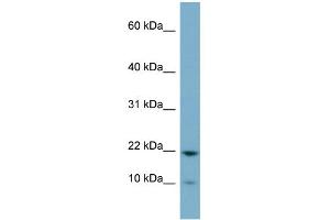 Image no. 1 for anti-PPPDE Peptidase Domain Containing 2 (PPPDE2) (Middle Region) antibody (ABIN2782551)