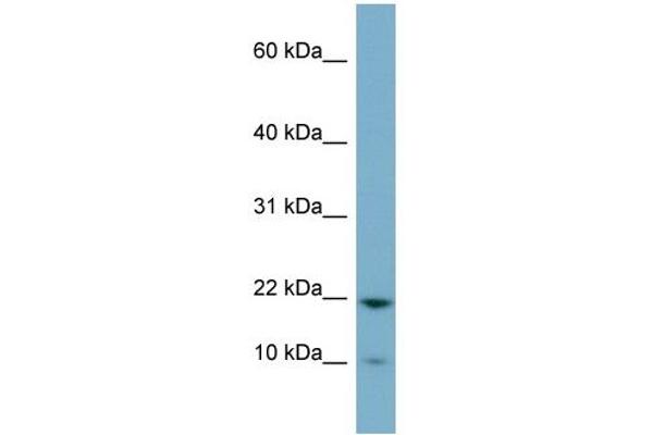 anti-PPPDE Peptidase Domain Containing 2 (PPPDE2) (Middle Region) antibody