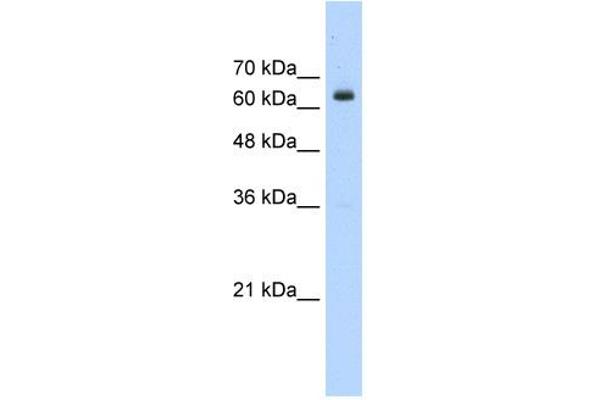 anti-BTB (POZ) Domain Containing 14A (BTBD14A) (N-Term) antibody