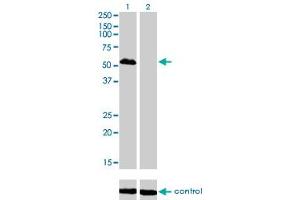 Image no. 1 for anti-Forkhead Box A1 (FOXA1) (AA 367-472) antibody (ABIN561299)