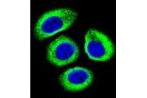 Image no. 2 for anti-Low Density Lipoprotein Receptor-Related Protein 12 (LRP12) (AA 642-671), (C-Term) antibody (ABIN953208)
