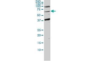 ASPSCR1 antibody  (AA 1-553)