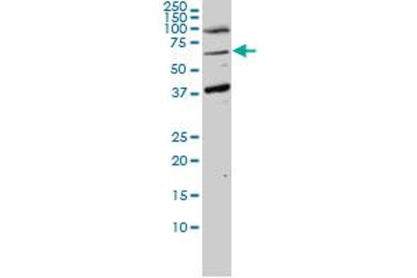 ASPSCR1 antibody  (AA 1-553)
