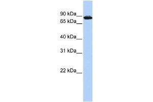 Image no. 1 for anti-HIV-1 Tat Specific Factor 1 (HTATSF1) (Middle Region) antibody (ABIN2774210)