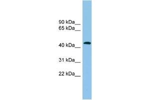 WB Suggested Anti-ACTR1B Antibody Titration: 0.