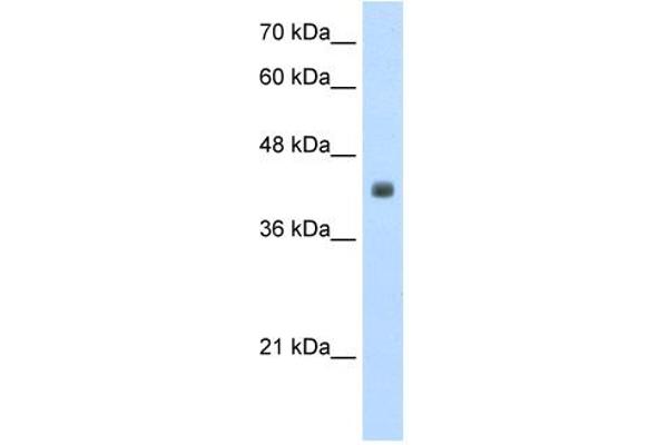 CCBL2 antibody  (N-Term)